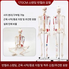 전신 뼈모형 뼈골격 교육 포함 해골 모형 신체 해부 뼈대 (1), 170cm 근육 시작/끝점