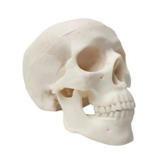 미니 두개골 골격 모형 2파트 분리 구조 해부학 인체 머리 뼈 턱 관절 모델, 1개