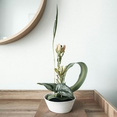 어플라워가드닝 이코노미 오아시스 플라워폼 꽃꽂이용품, 1개