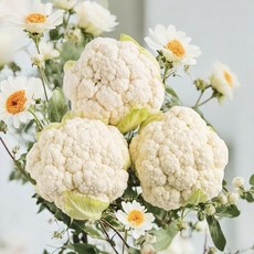 국산 생 콜리플라워, 1세트, 2kg