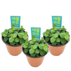 꽃집아가씨 [1+1+1모기퇴치/벌레퇴치/허브 17종 묶음판매]구문초/벤쿠버/야래향/파리지옥/긴잎끈끈이주걱/네펜데스/퍼포리아/로즈마리/장미허브/라벤더/애플 초코 스피아 페퍼민트, 11, 3개, 애플민트(S)