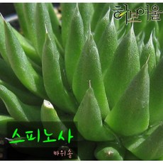 [허브여울바위솔] 스피노사 (바위솔/노지월동) 지름 9cm 소품 다육화분, 단품