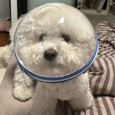 강아지 엔젤링 보호기 쉴드 쉴드링 방지 헬멧 깔대기 넥카라 충돌 보호 애견 머리 가드, 01.S