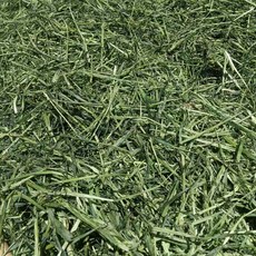 燕麥草寵物草料 兔子天竺鼠倉鼠適用 豐富纖維助消化 增進食慾 1公斤, 1kg, 1個