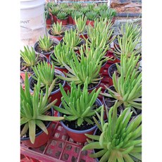 와송 화분 식용, 1개, 1개