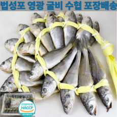 [ 법성포 영광 굴비 ] 자연산 영광 법성포 굴비 40미 80미 120미, 1세트, 영광굴비 2kg 40미