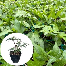 당귀모종 일당귀모종 잎 봄나물 향좋은 쌈채소, 1개