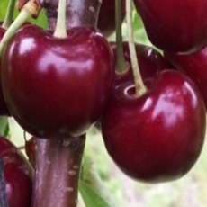 체리나무 묘목 라핀체리 2년생 자가수정 유실수, [ 라핀체리나무 특묘 ], 1개