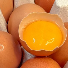 1+등급 무항생제 계란 특란 달걀, 1개, 20구