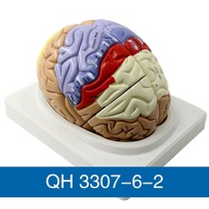 모형 뇌모형 조각 두개골 컬러 해부학 뇌구조 분리형 해부, C. 뇌 해부 모델