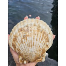 강원도 고성 생산 100% 국내산 참가리비 [동해안 산지 직송] [원산지:국산(강원도 고성군)], 1개, 1KG