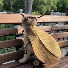 貓咪蟑螂裝 貓咪蟑螂衣 搞怪cos小強手工diy材料包創意扭扭棒觸角裝扮小道具 蟑螂COS服裝 寵物服裝, 1個, 純情蟑螂【全套材料包】