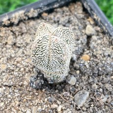 Astrophytum屬 仙人掌 鸞鳳玉 多款實生3吋盆 恩塚 琉璃 銀沙 覆隆 紅葉, 1個, 恩塚鸞鳳玉