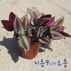 제브리나 (자주달개비모종) 지름 9cm 소품 공기정화화분 (좋은흙만사용 건강한식물), 1개, 상세페이지 참조