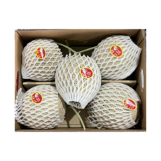 국내산 초고당도 머스크 메론, 1개, 5수 6.5KG/내외