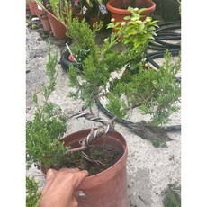 霏霏園藝 真柏盆栽 (彎) 7-8吋盆, 1個