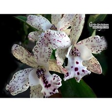 [신라난농원]카틀레야.C. Jairak Cosmos 자이락 코스모스.깨끗한백색에자주보라색의점박이.아주좋은향.아주예뻐요.고급.인기상품.신상.필독뒷사진참고., 1개