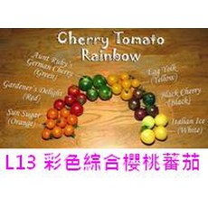L13 彩色綜合櫻桃蕃茄種子 口感極佳, 1包