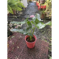 霏霏園藝 羊角蔓綠絨, 1個