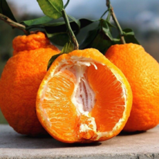 [쿠팡최저가세일] 판매율1위 청정제주농장 한라봉 단5일만한정판매, 1박스, 10kg 내외