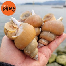 당일조업 활 백고동 1kg 동해안 자연산 백골뱅이, 활 백고동(중) 1kg, 1개