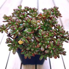 러브코리아 소인제 키우기 물이 들면 예뻐지는 다육식물40 랜덤, 1개, 1개, 다육