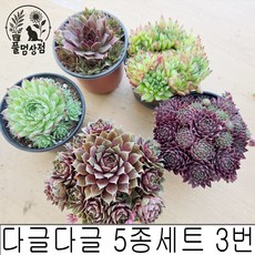[풀멍상점] 다글다글 5종세트 3번 바위솔/ 노지.월동 야생/ 선별발송 분채배송/ 방수라벨 이름표포함. 농장직접 배송, 1개