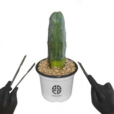 사막에 사는 식물 관찰 실험용 기둥 선인장 용신목 선인장 자르기 실험 키트, 1개