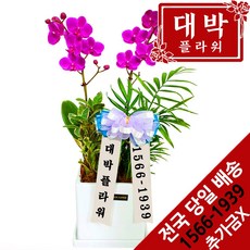 대박플라워 만천홍 서양란 승진선물 취임 영전 이전 개업선물 부모님선물 꽃배달, 1개