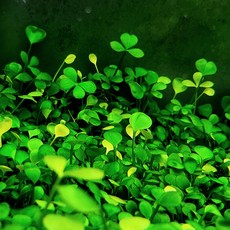 [미초] 유러피안클로버 전경수초 10뿌리/ 초보자 수초/ 구피 치어 수초 / 인테리어/ 어항꾸미기, 10개