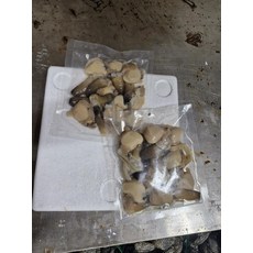 여수 급냉 손질 우럭조개 300g7-10미 구이 횟감
