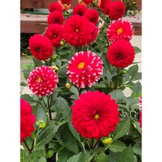 다알리아 (중품) 색상랜덤 6가지 색상있네요 봄꽃 구근식물 키우기 좋은 예쁜 꽃