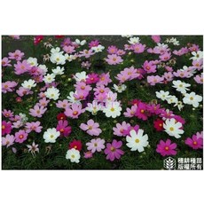 大波斯菊種子 混合色 200公克, 1包