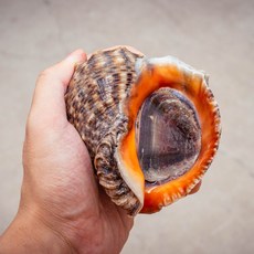 국내산 자연산 생물 참소라 대사이즈, 1박스, 1kg (3-5미)