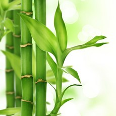 미미네아쿠아 개운죽 20cm (3개) - (수생 수중 수경재배식물), 1세트