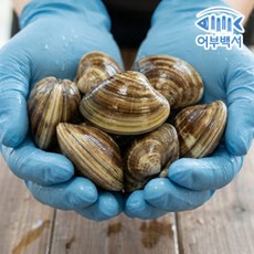어부백서 백합조개 1kg, 1개