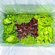 자연미가 국내산 무농약 유러피안 샐러드채소 /쌈채소 4종내외 당일포장출고 /버터헤드 로메인 프릴레퍼스 카이피라 이자벨 멀티립, 1개, 1kg