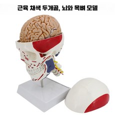 두개골 모형 머리뼈 해골 뇌 해부학 분리 교구 인체 사람, 1개, 근육 색상 두개골 목뼈 및 뇌
