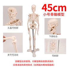 두개골 인체 골격 뼈 척추 모형 해골 모형도, A1006, 1개