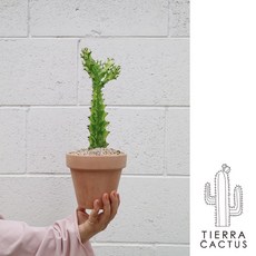 귀여운 테이블사이즈 청화각금 선인장 - 화분 2type, 화이트마블토분(받침불포함), 1개