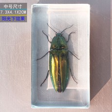 사슴벌레 장식 표본 관찰 곤충 과학 액자 교육용 박제, 독립적 인, 중형 Liperk 손톱