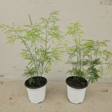 [어썸플라워] 아스파라거스 비르가투스 소품 2개 묶음, 비르가