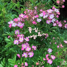 꽃심야생화 오색찔레 1~20포트 노지월동다년초 묘목 낙엽관목 규격8cm포트묘, 1개