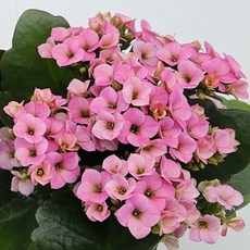 키우기 쉬운 꽃 카랑코에&칼란디바 [색상선택+받침포함] 꽃 다육이 키우기쉬운식물, 카랑코에(홑꽃)-연분홍, 1개