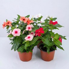 라망가든 일일초 1+1 (2개 한세트) 색상랜덤+ 투명받침2개 봄꽃, 1개