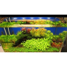 水草液肥3款Set（養好水草必要添加）鉀肥/EDTA 2價鐵肥/綜合微量元素（水草賣場實景指定使用液肥）, 1個, 鉀肥（500ml/瓶，附滴管）