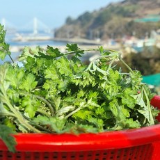 여수 거문도 해풍 쑥 생쑥 거문도쑥 여수쑥 햇쑥 봄쑥 노지쑥 해풍맞은쑥 봄 나물, 1개, 500g