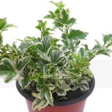 꽃사랑식물나라 수성아이비 헤데라 원예식물 아이비 화이트칼라 공기정화식물 인테리어, 1개
