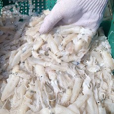 서해 활 호래기 생 꼴뚜기 생물 꼴뚜기 회 생물 호래기 회 호레기 횟감꼴뚜기, 1개, 500g 55미내외