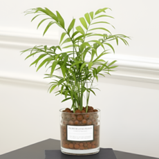 피오그린 천연 가습기 원통유리 하이드로볼 수경세트 공기정화식물 거실인테리어, 1개, 22 테이블야자